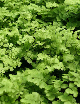 Adiantum raddianum Fritz Luthi