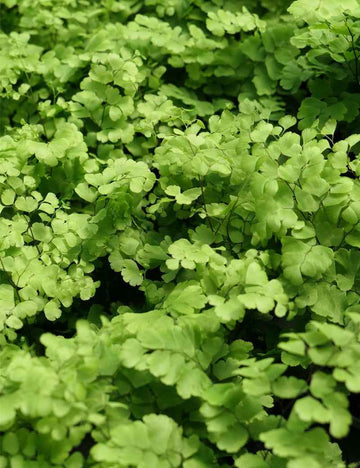 Adiantum raddianum Fritz Luthi