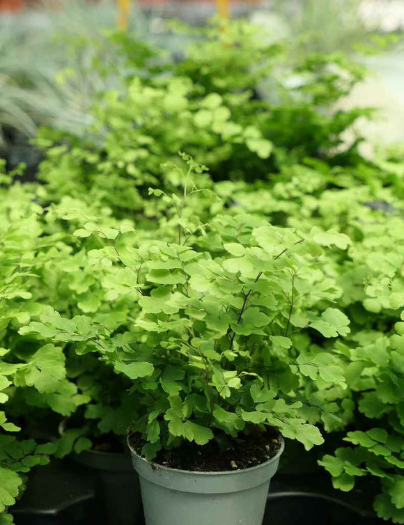 Adiantum raddianum Fritz Luthi