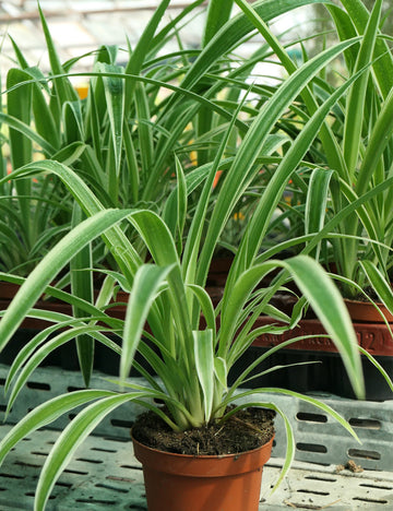 Chlorophytum pacific plantes d'intérieur élégantes et faciles d'entretien pour un décor moderne
