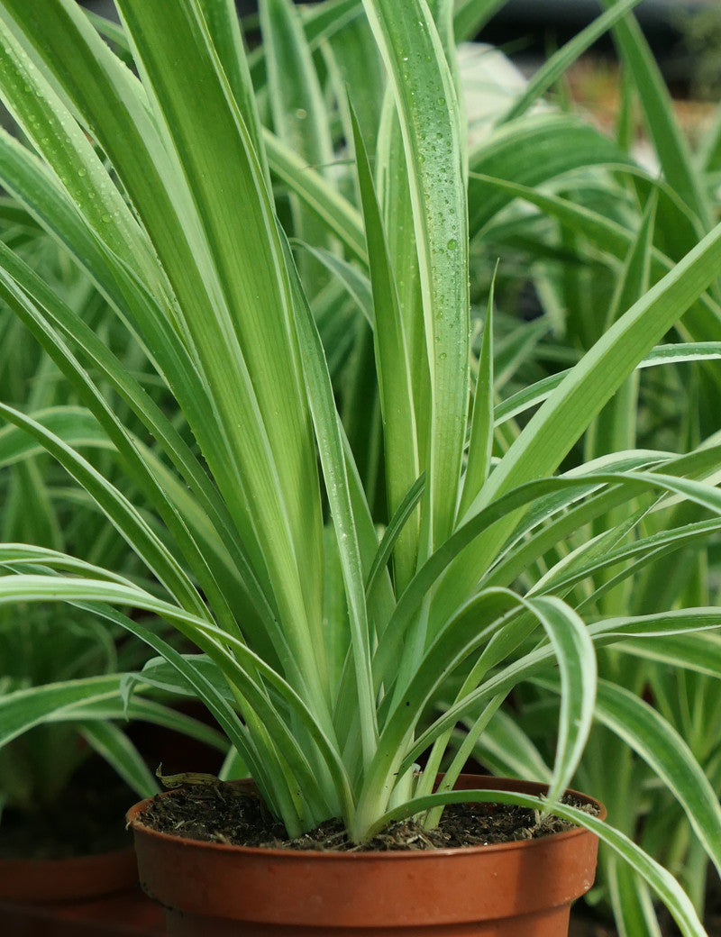 Chlorophytum pacific plantes d'intérieur élégantes et faciles d'entretien pour un décor moderne