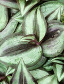 Tradescantia zebrina pourpre