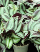 Tradescantia zebrina pourpre