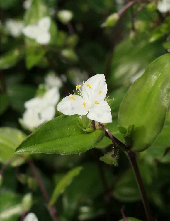Tradescantia fluminensis | À repiquer