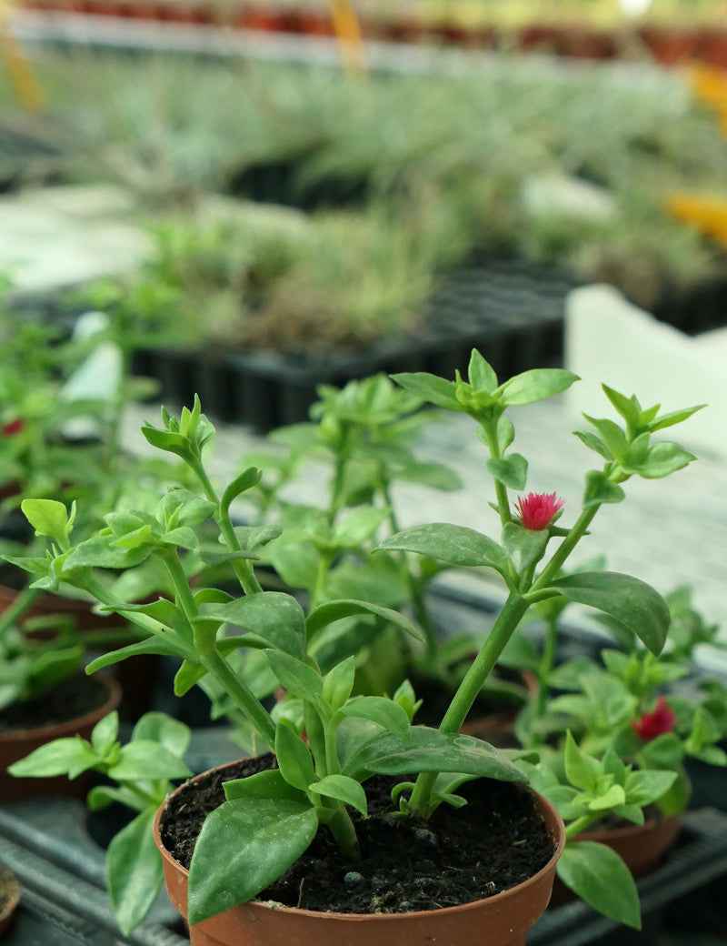 Aptenia cordifolia - Ficoïde à feuilles en cœur