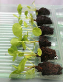 Mottes de Pilea peperomioides à rempoter