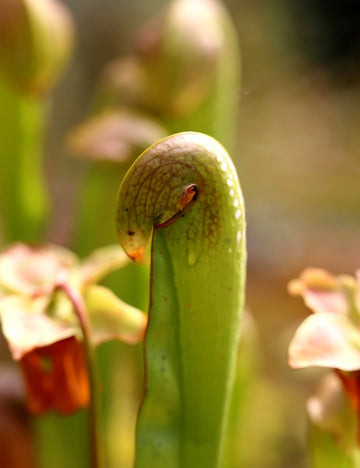 Sarracenia minor large