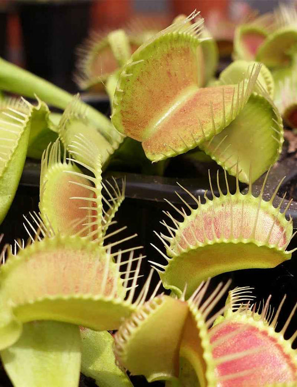 Dionaea Crocodile