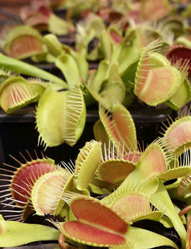 Dionaea Crocodile