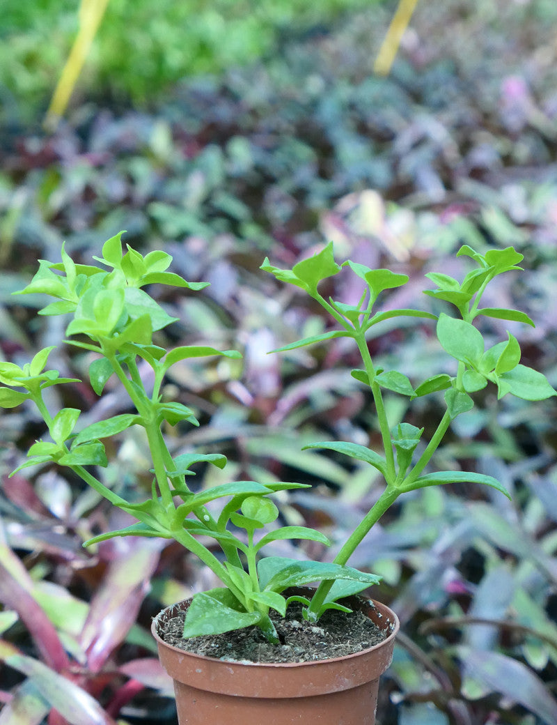 Aptenia cordifolia - Ficoïde à feuilles en cœur