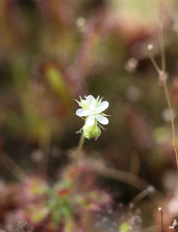 Drosera paleacea