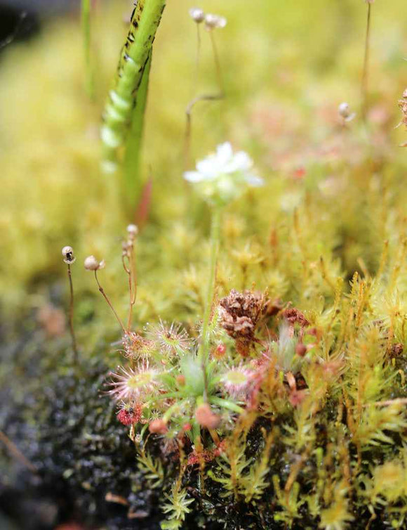 Drosera paleacea