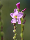 Drosera filiformis clone 2 - Plante carnivore unique et fascinante