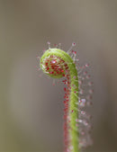 Drosera filiformis clone 2 - Plante carnivore unique et fascinante