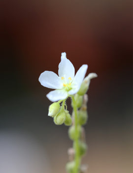Drosera capensis albinos - Plante carnivore rare à découvrir