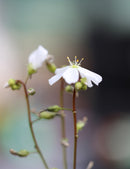 Drosera binata géante - Plante carnivore exceptionnelle à découvrir