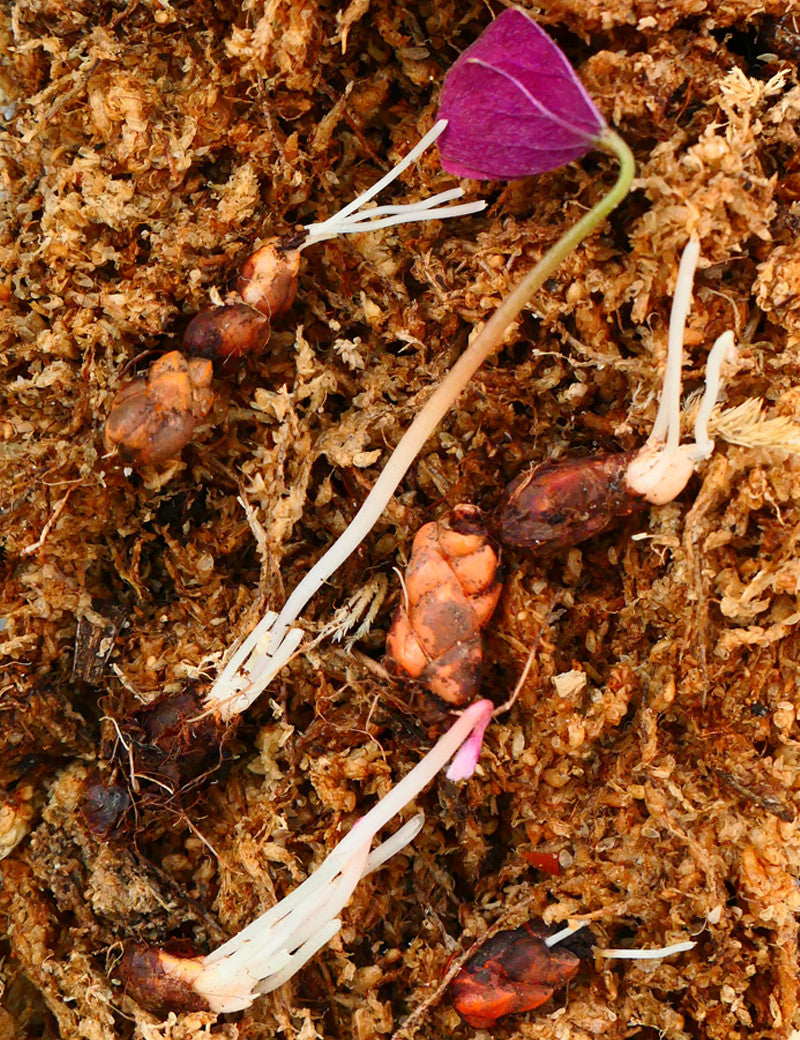 Oxalis triangularis | Trèfle pourpre