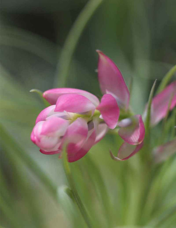 Tillandsia stricta - 8 à 12 cm