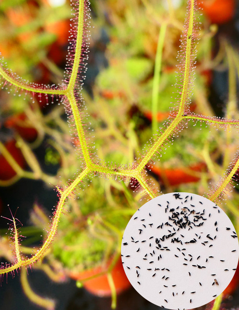 Graines de drosera binata var. dichotoma