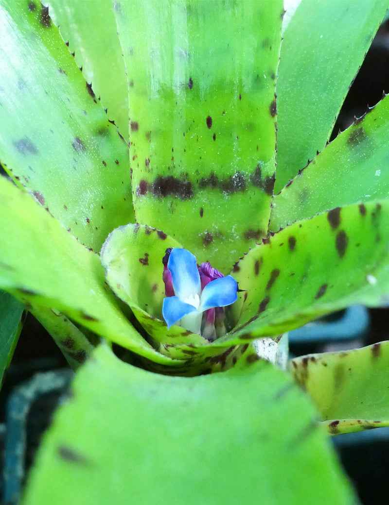Neoregelia punctatissima