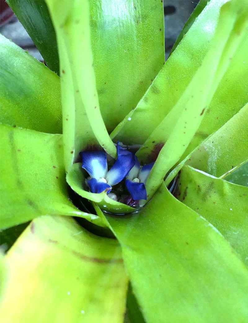 Neoregelia Tigrina