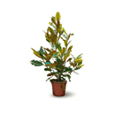 Magnolia grandiflora 100 cm - clicktofournisseur.com