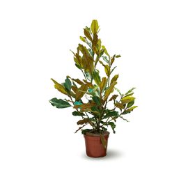 Magnolia grandiflora 100 cm - clicktofournisseur.com