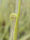 Drosera filiformis 'Florida Giant'
