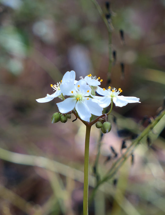 Drosera binata multifida - Plante carnivore exceptionnelle
