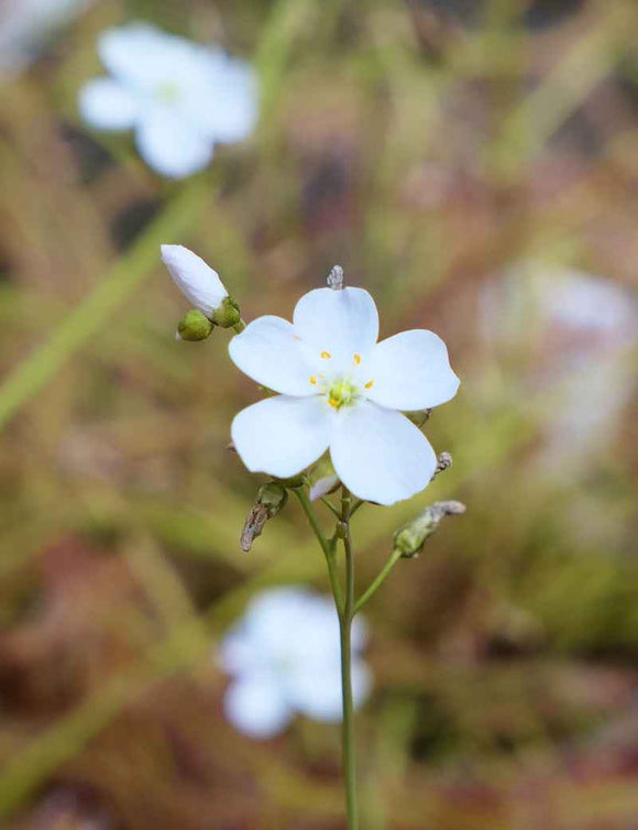 Drosera binata 'Marston Dragon'