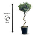 Olivier Europaea Tige Torsadée 100 cm - clicktofournisseur.com