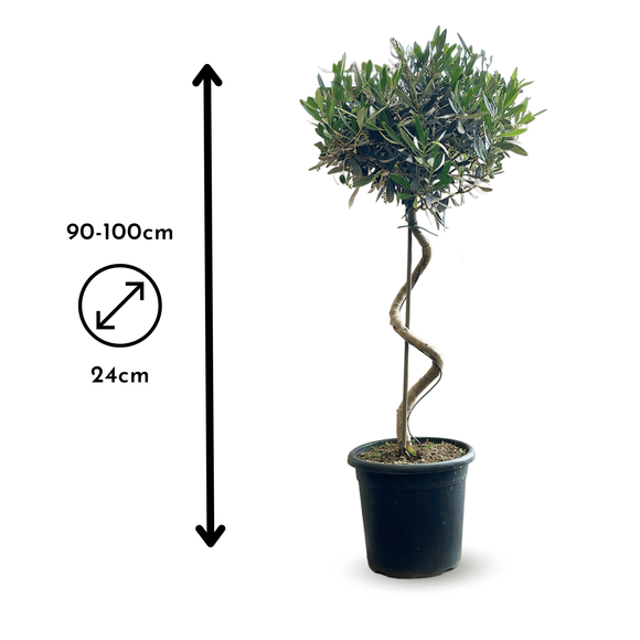 Olivier Europaea Tige Torsadée 100 cm - clicktofournisseur.com