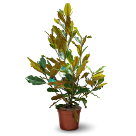 Magnolia grandiflora 130 cm - clicktofournisseur.com