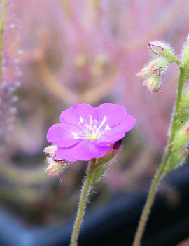 Drosera spatulata var gympiensis