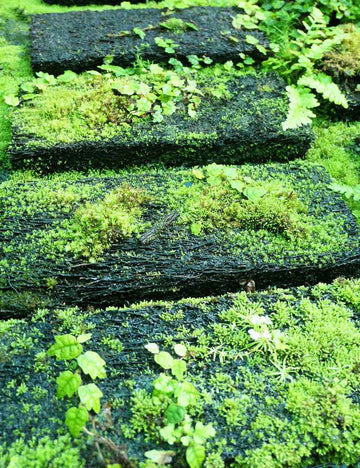 Plaque en Xaxim 25 x 10 x 2,5 cm en culture