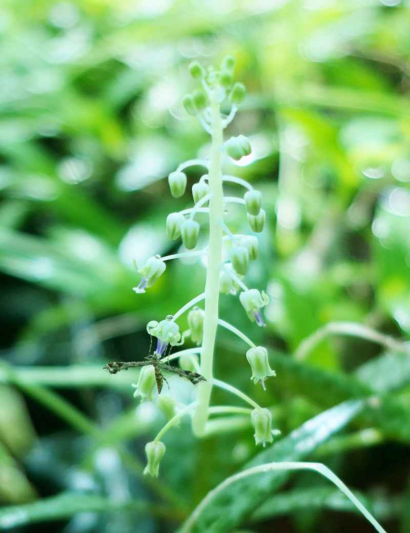 Scilla Pauciflora