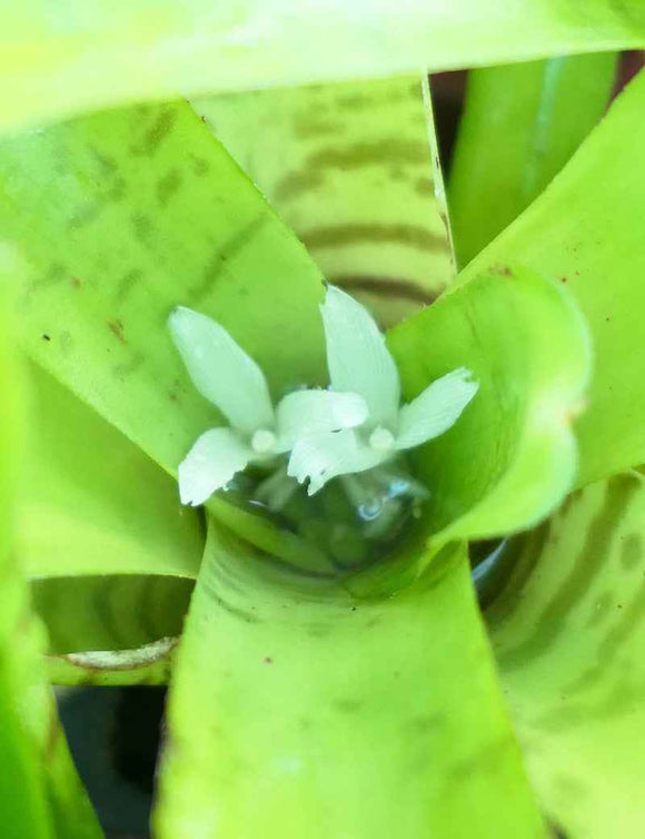 Neoregelia ampullacea