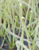 Drosera filiformis 'Florida Giant'