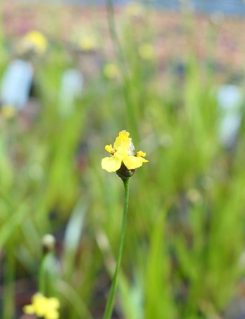 Xyris sp. plante - Caractéristiques et entretien de cette plante unique