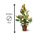 Magnolia grandiflora 100 cm - clicktofournisseur.com
