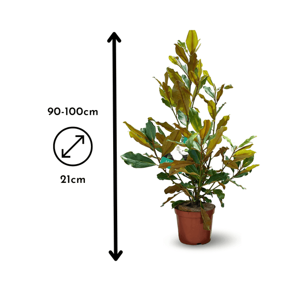 Magnolia grandiflora 100 cm - clicktofournisseur.com