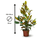 Magnolia grandiflora 130 cm - clicktofournisseur.com