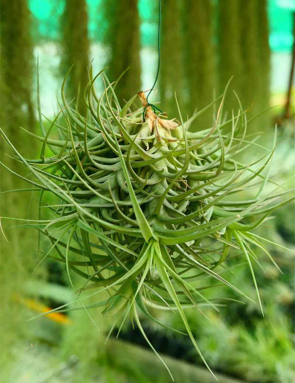 Tillandsia bergeri en touffe