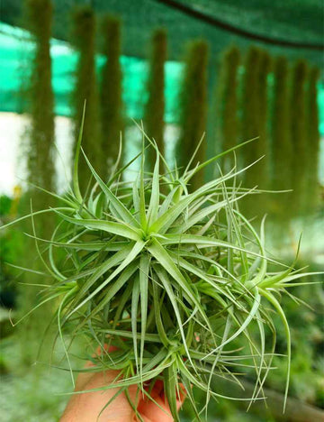 Tillandsia bergeri en touffe