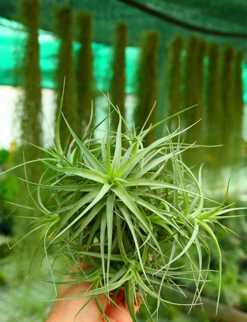 Tillandsia bergeri en touffe