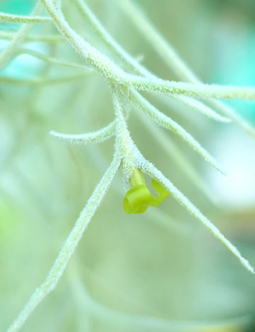 Tillandsia usneoides large argenté - 50 à 60 cm