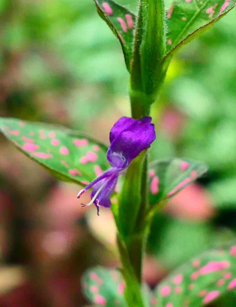 Hypoestes rose