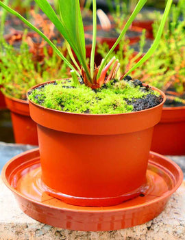 Soucoupe 16cm plastique - coloris terre cuite -