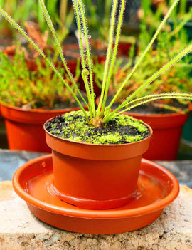 Soucoupe 14cm plastique - coloris terre cuite -