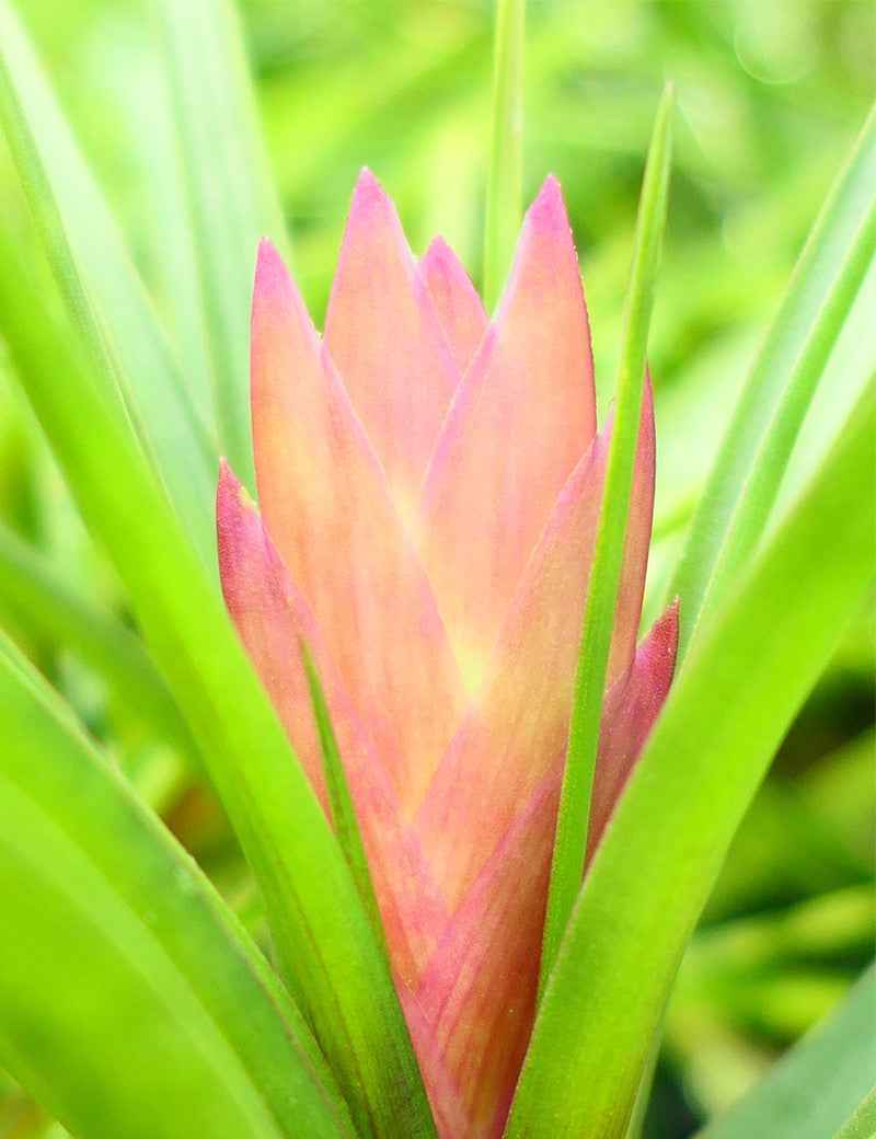 Tillandsia cyanea